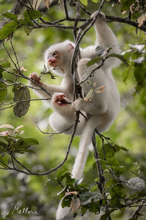 Silky sifaka: angels of the forest – Ugo Mellone – Wildphoto