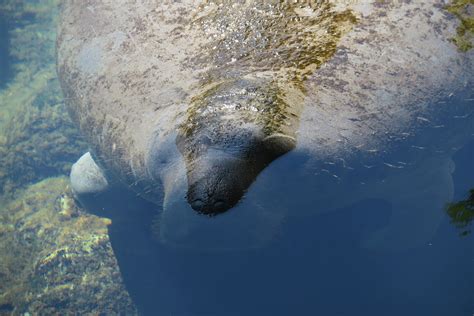 Everglades Rare And Endangered Species | Fort Lauderdale Airboat Rides