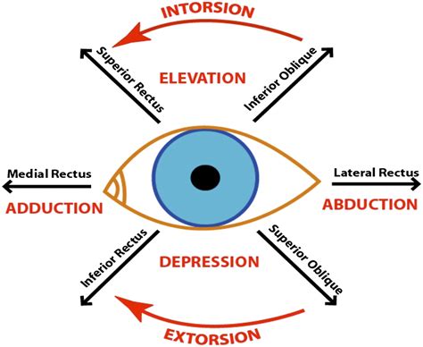 The Extraocular Muscles Of The Eye | Faculty of Medicine