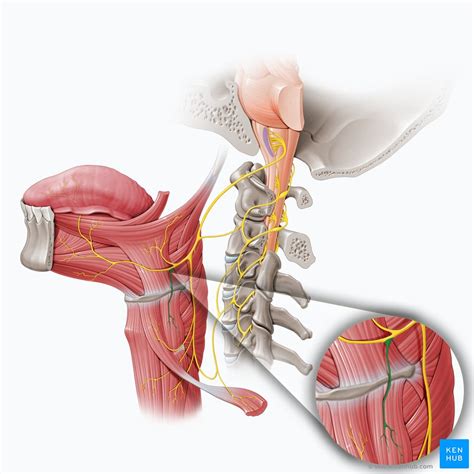 Thyrohyoid: Origin, insertion, innervation and action | Kenhub