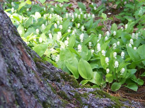 Boreal Forest: Plants In The Boreal Forest