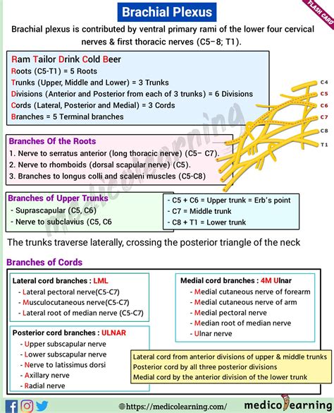 Brachial Plexus Branches Mnemonic – NBKomputer