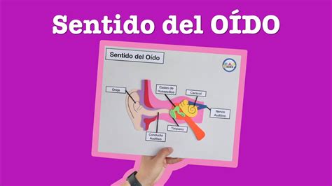 Ideas De Tacto Maqueta Del Oido Organos De Los Sentidos Maqueta | The ...