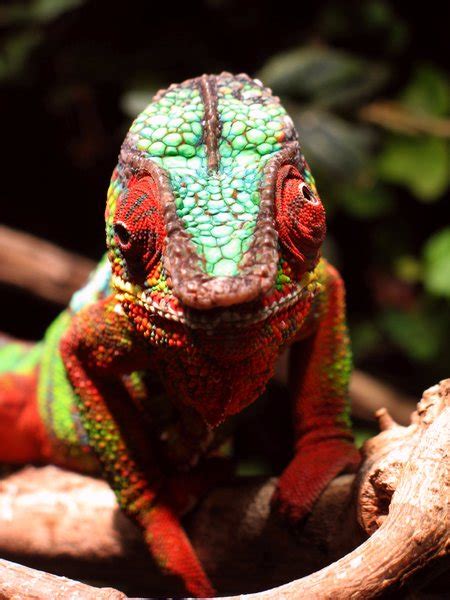 Chameleon-Eyes | Free stock photos - Rgbstock - Free stock images ...