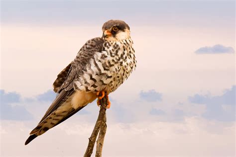 Small Bird of Prey perched on sticks image - Free stock photo - Public ...