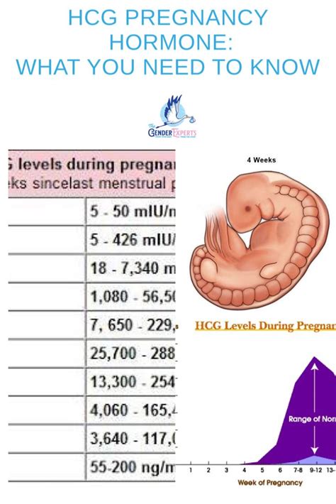 HCG (Human Chorionic Gonadotropin): The Pregnancy Hormone | Pregnancy ...