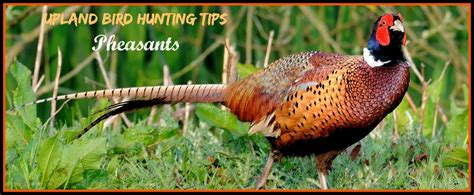 Upland Birds: Pheasant Hunting Tips - Good Game Hunting