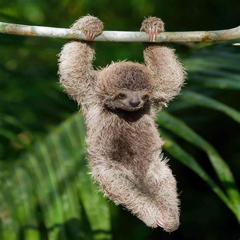 Little sloth, Costa Rica. | Cute baby sloths, Rainforest animals, Fun ...