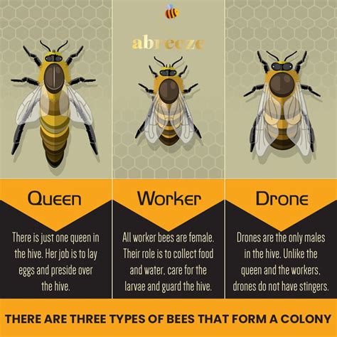 The queen bee, the worker bees and the drone bees are all ...