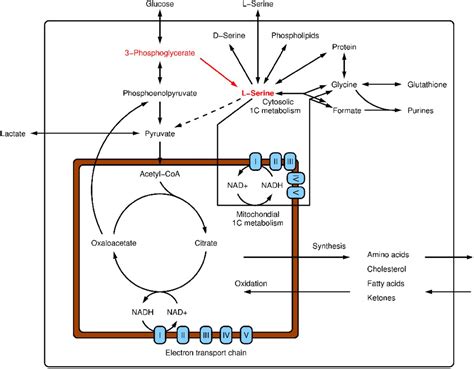 Dietary and pharmacological induction of serine synthesis genes | bioRxiv