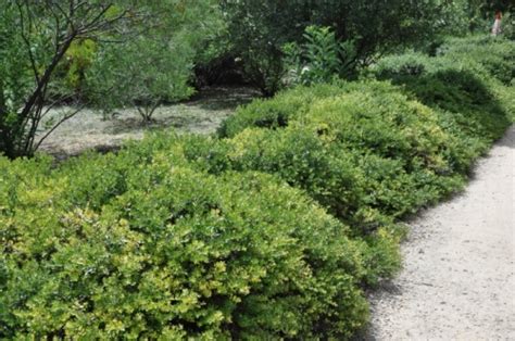 Emerald Carpet Manzanita Arctostaphylos