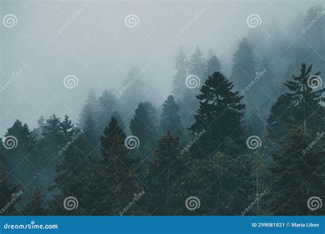 Dark Forest in Fog stock image. Image of dark, forest - 299081821