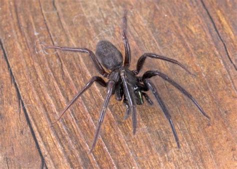 The 10 spiders you'll find in the houses and gardens of Britain this ...