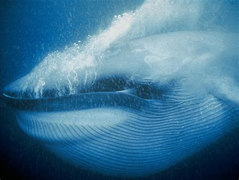 Blue whale, Open Waters, Marine Mammals, Balaenoptera musculus at the ...