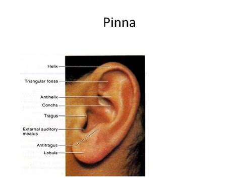 Functions of Ear Pinna Function of Outer Ear