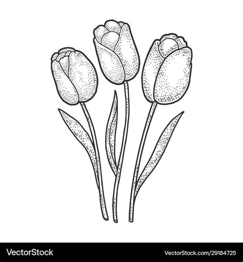 Tulip flowers sketch Royalty Free Vector Image