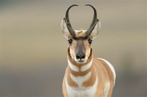 Wild Profile: Meet the pronghorn antelope - Cottage Life