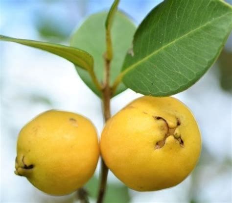 ,RARE TROPICAL FRUIT TREE ,Lemon Guava tree for Sale in Kissimmee, FL ...