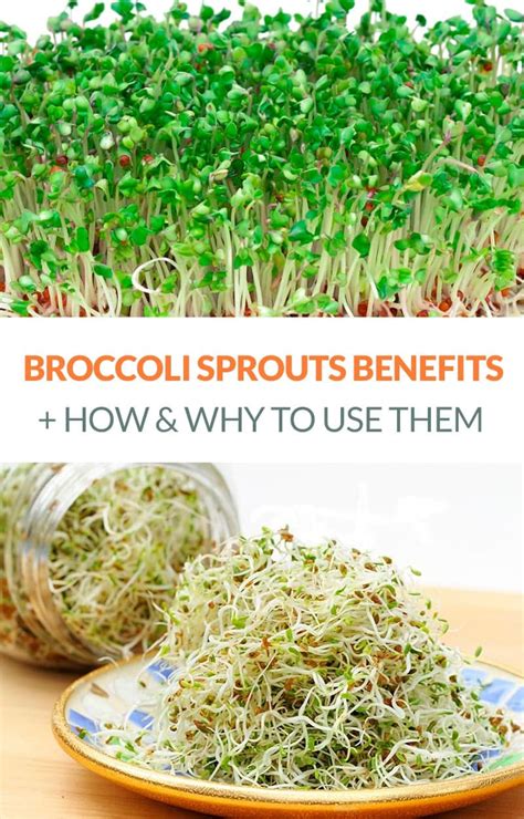 Broccoli Sprouts: Benefits, How To Grow Them & Uses In The Kitchen