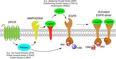 Direct and indirect mechanisms of EGFR activation. Activation of EGFR ...