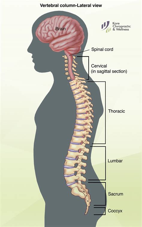 Human Vertebral Column Anatomy