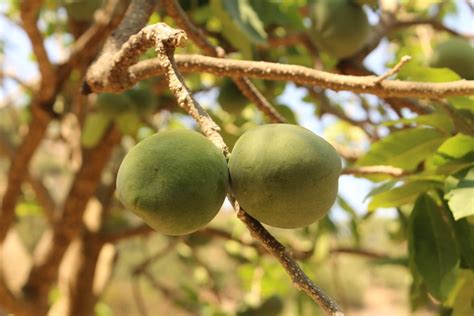 6 Sapote Varieties (Varieties and Health Facts) - ChowTray