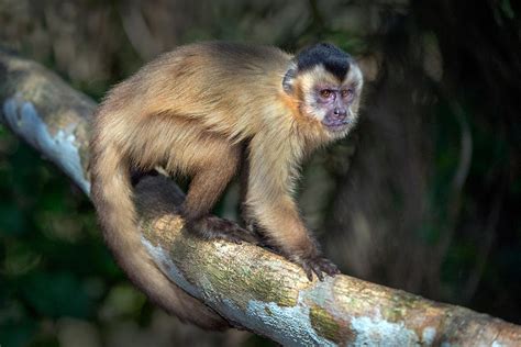 Brown Capuchin Monkey Cebus Apella Photograph by Panoramic Images