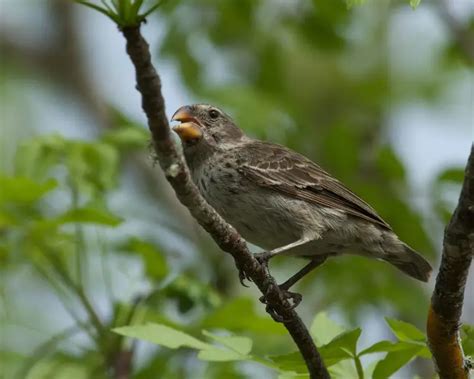 Vegetarian finch - Facts, Diet, Habitat & Pictures on Animalia.bio