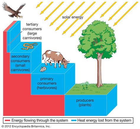 Energy Flow Through An Ecosystem Diagram