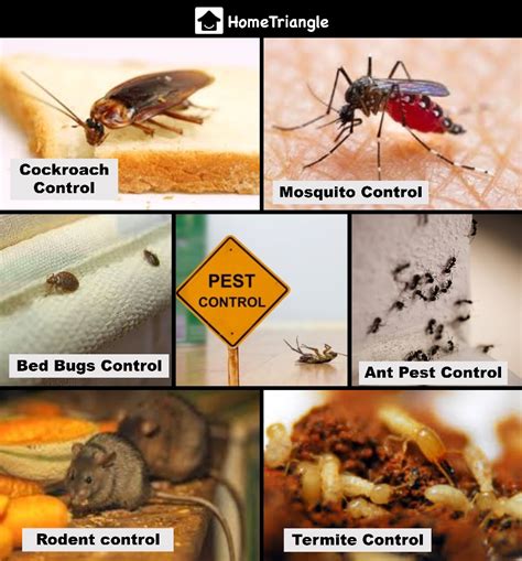 5 Reasons Why General Pest Control is Necessary ? - HomeTriangle