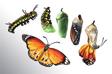 Butterfly metamorphosis (712066) | Illustrations | Design Bundles