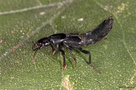 Staphylinid sp. - Insects of the Greater Yellowstone Ecosystem ...