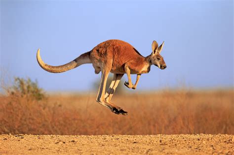 Kangaroo on the loose in UK after escaping cops by hopping over wall ...