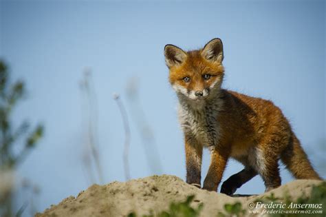 Fox Cubs Playing | Ansermoz-Photography