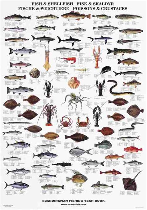 Fish Species Posters – La Tene Maps