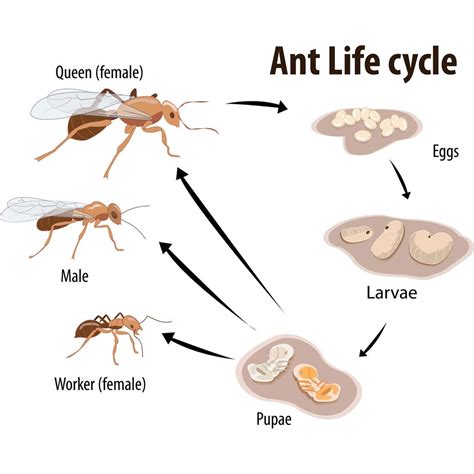 Bbc Teach Life Cycle Of An Ant