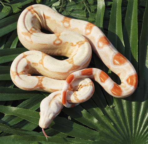 Corn Snakes, Ball Pythons, and Red Boas—Good Beginner Snakes? | PetHelpful