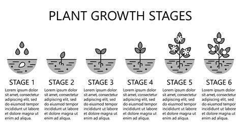 Stages Of Flower Growth, Stages of the Lotus flower | Lotus plant ...