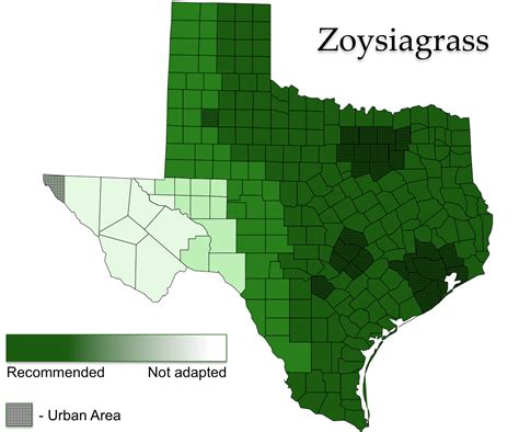 Zoysia Japonica Vs Zoysia Matrella