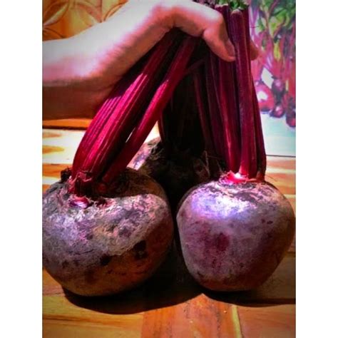 Jual Buah bit segar 1Kg SUPER/Beet Root/ Buah Bit/Herbal/Buah Segar ...