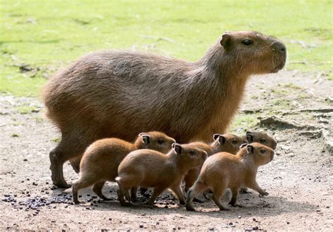 http://www.zooborns.com/zooborns/2014/07/five-baby-capybaras-born-at ...