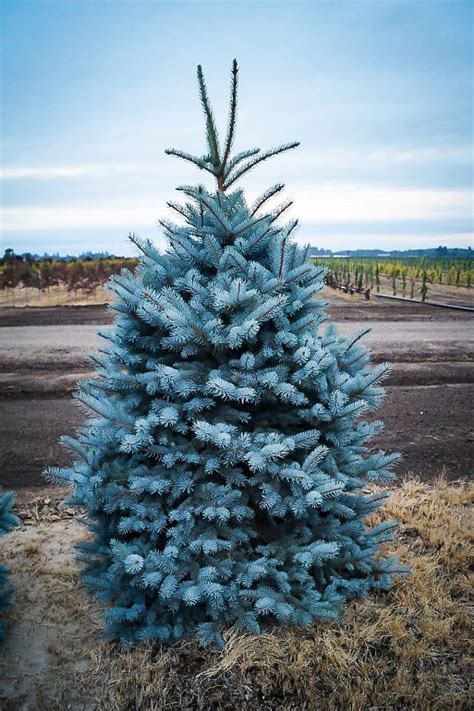 bacheri-blue-spruce-1 | Blue spruce tree, Colorado spruce, Spruce tree