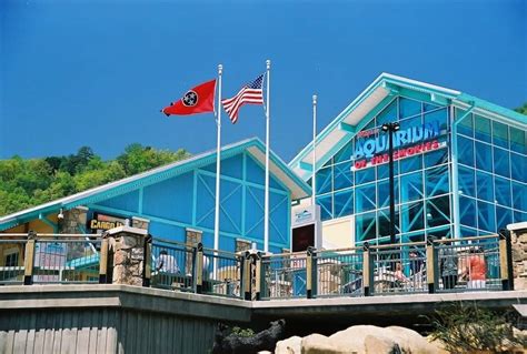 Top 3 Tips for a Great Day at Ripley's Aquarium of the Smokies