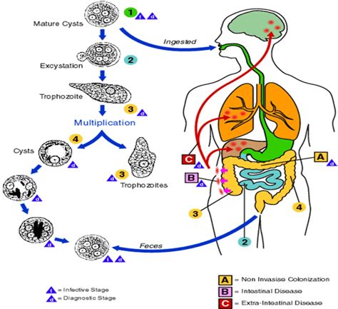 Entamoeba histolytica: Life Cycle, Diseases, Lab Diagnosis • Microbe Online