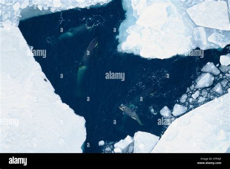 Orca (Orcinus orca) pod resting in pools of open water along ice edge ...