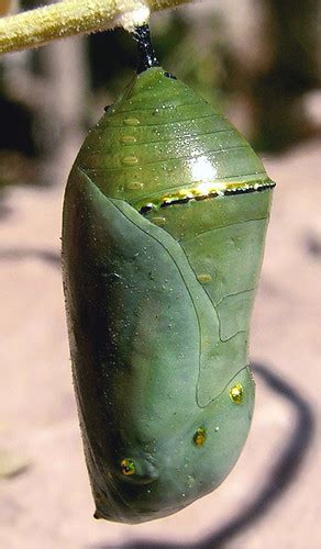 Queen Butterfly Chrysalis | Flickr - Photo Sharing!