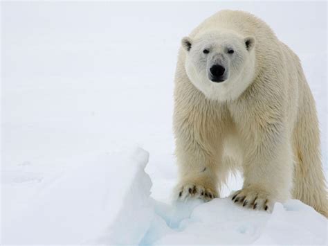 Polar Bear | Species | WWF