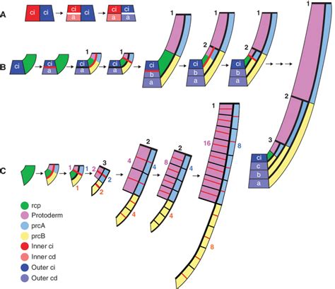 Division steps for the development of the columella root cap from the ...