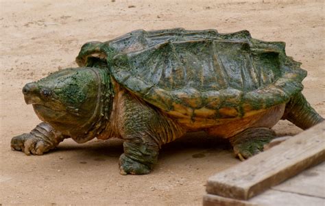 Alligator Snapping Turtle | The Biggest Animals Kingdom