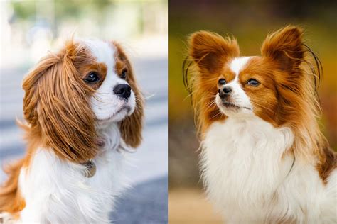 Cavalier King Charles Spaniel Vs Papillon: What's The Difference ...